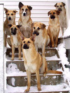 2003 photo of the pack with Otter and Baring in the middle