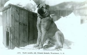 8_month_chinook