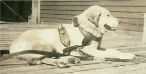 sled_dog