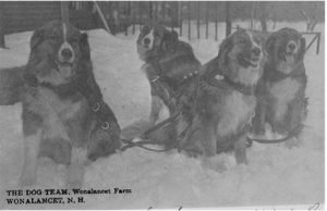 walden_early_dogs