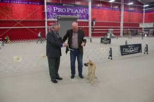10best_novice_puppy-seabreeze-tomorrow-bella-crie-bella