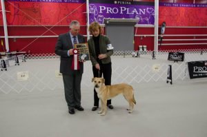 3best-of-winners-skyland-sweet-dominica-nica