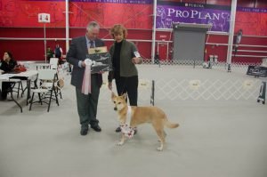 5altered_best_of_breed-greatmountain-ningo-saba