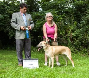 8best-male-puppy-wachusett-gulbrun-finley