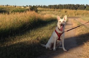 Callicoon Cannon Beach (Cannon) by Monica Aden 2