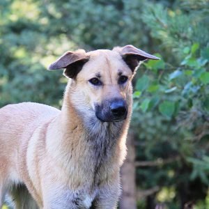 Desert Sol Zazu's Pride (Zazu) by Paul Delia (Kristy Jolly)