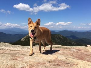 GreatMountain Chief Chocorua (Chief) by Michael Rich