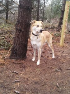 GreatMountain Ranger by Mark Schultz 1
