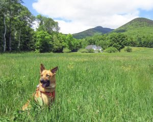 Intervale Hiking The Whites (Zealand) by Darcy Davenport 1