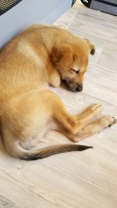Nana-asleep-in-her-puppy-pen---12-August-2016