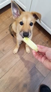 Nana-in-our-kitchen-with-a-piece-of-cucumber---12-August-2016