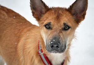 Silvertree’s Furia Roja of Frontier (Reina)