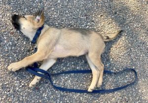 Cover (15) Cover (15)