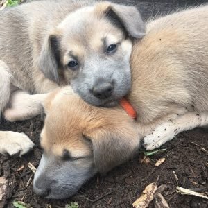 Cover (54) Cover (54)