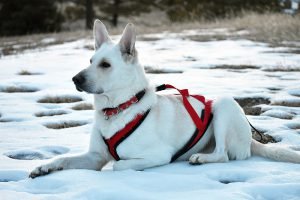 Winter (12)