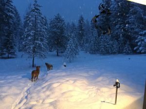 Winter (13)