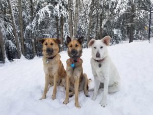 Winter (18)