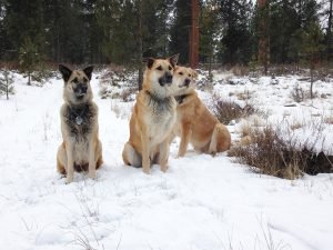 Winter (24)