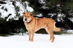 Winter (9)