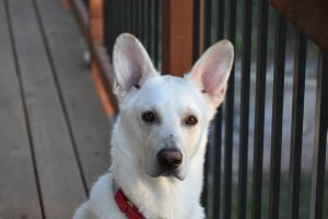 ears