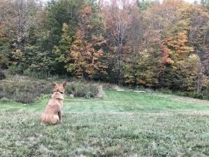 Fall (17) Fall (17)