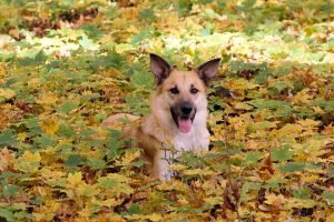 Fall (22)