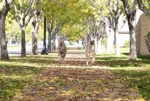 Fall (23)