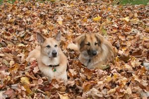 Fall (7)
