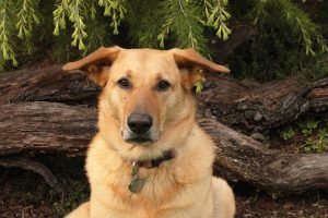 Summer (5) Summer (5)