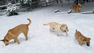 Winter (15)