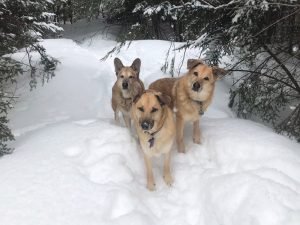 Winter (18)