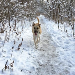 Winter (23)
