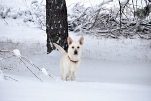 Winter (6)