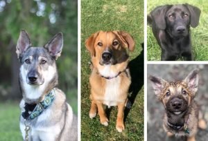 taika-freya-amara-shasta