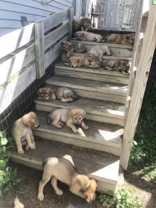 Forever Greene Sweet Surprise Litter by Patti Richards