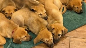 Swiss-Chinooks-Cheese-Litter