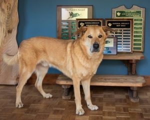 NBOB "PR" BrownStone Cascade Mt. Trask CGC, TT, NWD NBOB "PR" BrownStone Cascade Mt. Trask CGC, TT, NWD