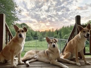 2022 COA Calendar Contest Cover Winner: Granite Hill GreatMtn Dirigo, Vanguard North Brother Mtn, GreatMountain Northern Moon by Penthea Burns