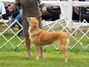 2021 National Best of Breed Forever Green An Affair 2 Remember (Ooma)
