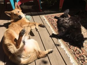 tuli (1) tuli (1)
