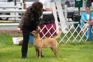 Chinook Specialty 2021 Chinook Specialty 2021