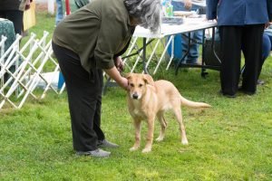 Chinook Specialty 2021