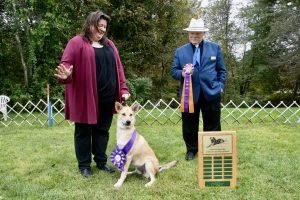 Chinook Specialty 2021: Best Cross in Show Chinook Specialty 2021: Best Cross in Show