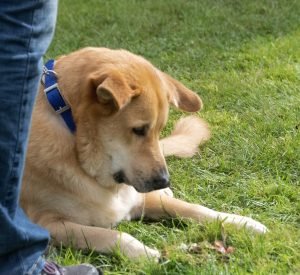 Chinook Specialty 2021: Sunday Fun-Day