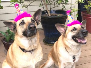 Time to celebrate at the 2023 Chinook National Specialty & Family Reunion! Photo: Frontier Still Water Runs Deep (Chelan) & Frontier Pure of Heart (Kate) by Kathe Dunscomb