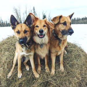 EC2 Northstar Es Tu La (Tu), Swiftrun Jura Rain (Asa) & Rain Mountain Kenai Swift (Luath) by Taylor Scanlon
