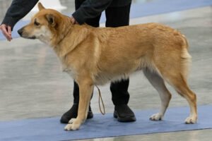 MountainThunder Enya