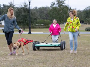 Weight Pull (31 of 41)