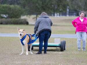 Weight Pull (32 of 41)