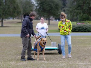 Weight Pull (7 of 41)